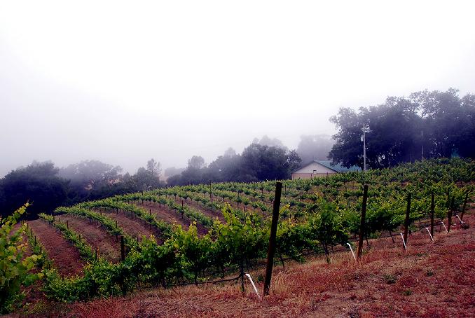 Stephen's Cellar & Estate Vineyard