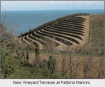 New Vineyard Terraces at Fattoria Mancini.
