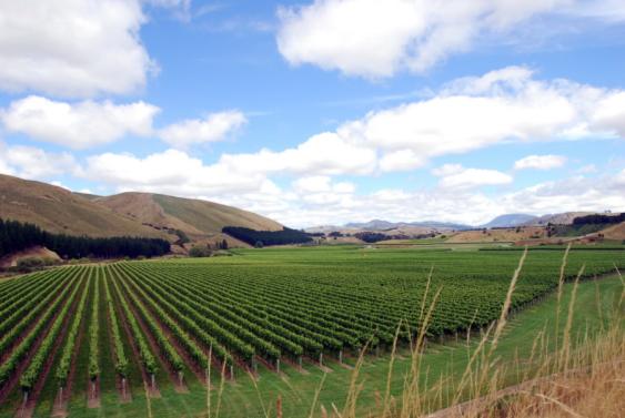 Craggy Range Pinot Noir Vines